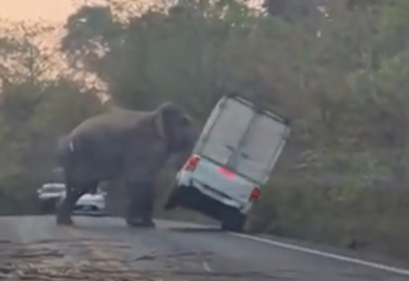 Nevjerovatan prizor: Slon surlom prevrnuo automobil (VIDEO)