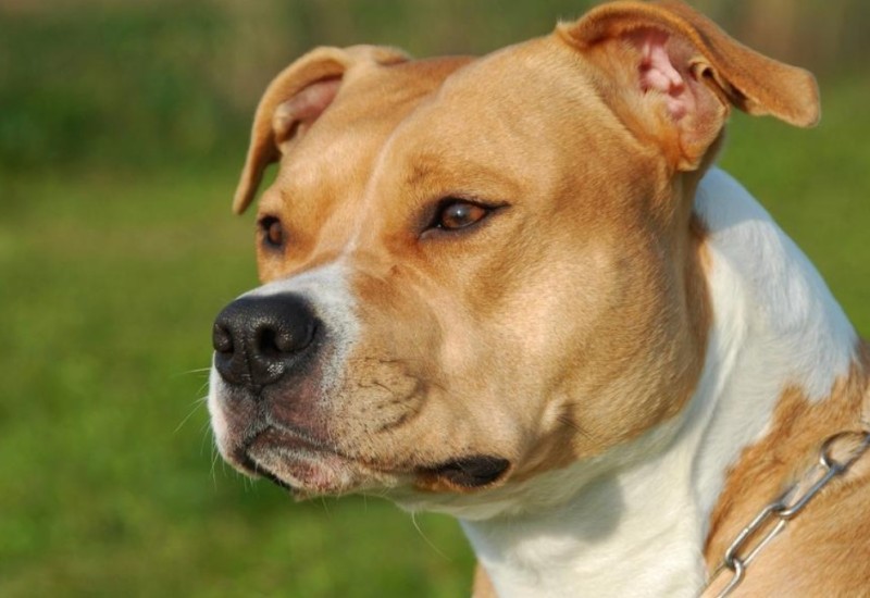Novi detalji: Staford odgrizao dio noge Banjalučanki, životinja mora na veterinarski pregled