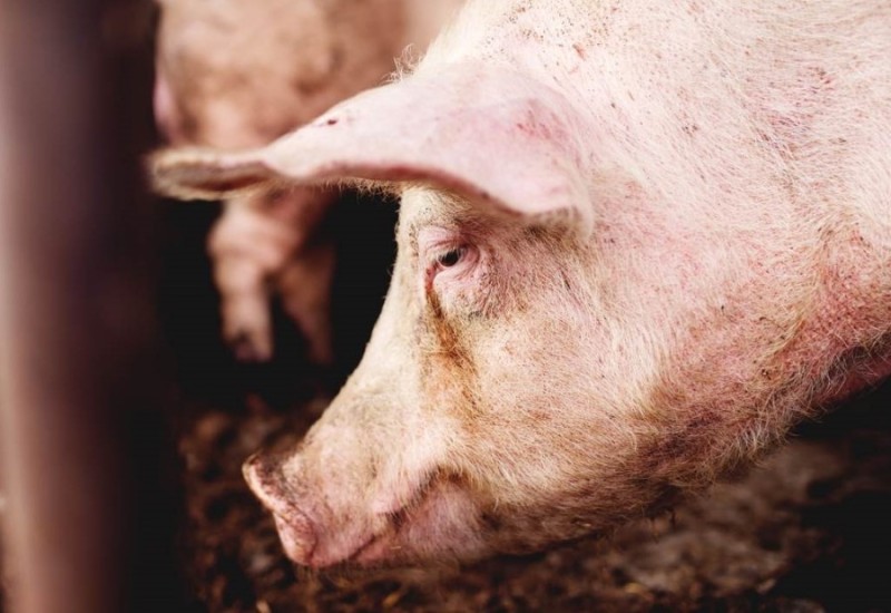 Afrička kuga svinja uznemirila Bijeljinu! Petrović najavio proglašenje vanredne situacije