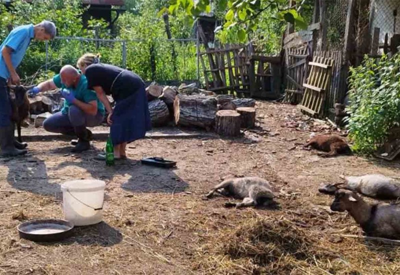 Psi lutalice zaklali četvoro jarića