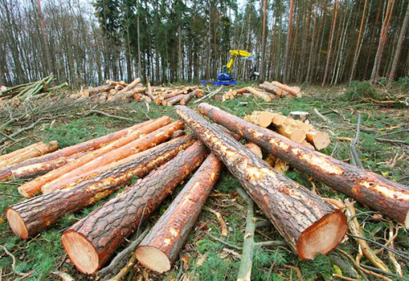Opada krađa šume u Srpskoj