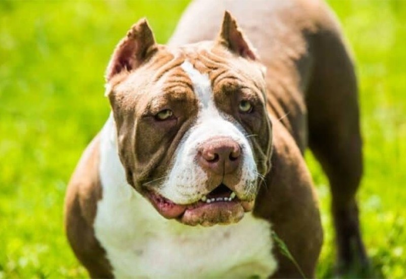 Dva pit bula nasmrt izgrizla dvoje male djece, majka pokušala da ih zaštiti