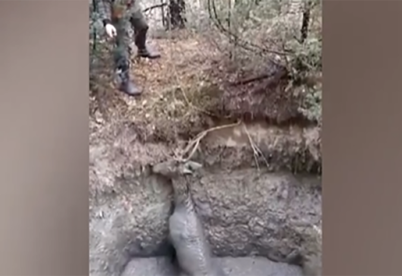 Mladunče jelena upalo u rupu punu blata