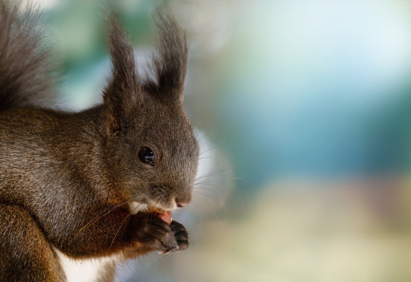 Kina ima specijalni tim: Vjeverice otkrivaju drogu