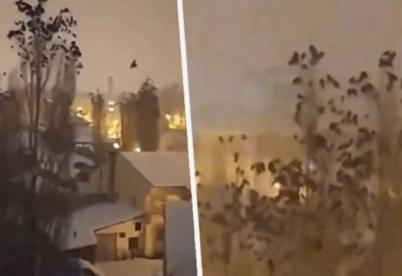 Čudno ponašanje ptica prije potresa u Turskoj zapalio društvene mreže: Mogu li životinje predvidjeti zemljotres? (VIDEO)