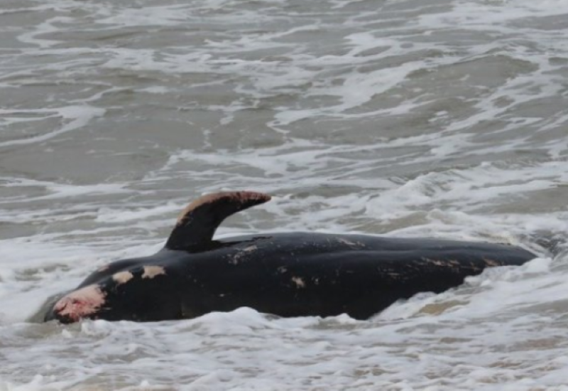 Kiparske vlasti pokrenule istragu: Voda izbacila 7 mrtvih kitova na obalu