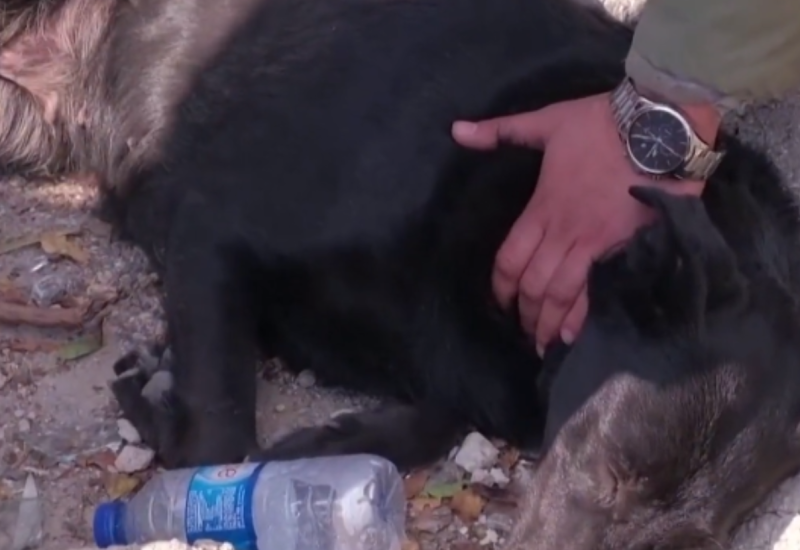 Mnogi su se rasplakali zbog ovog prizora: Pas danima čeka da izvuku njegovu vlasnicu iz ruševina u Turskoj (VIDEO)