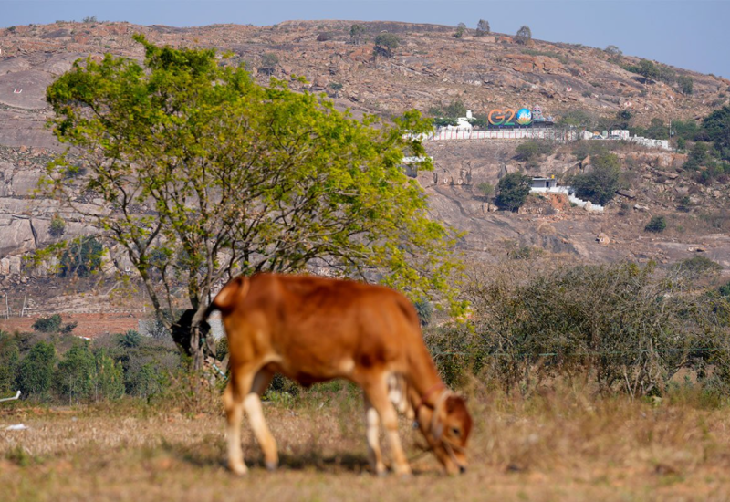 Musliman nosio goveđe meso, ubila ga rulja hinduista