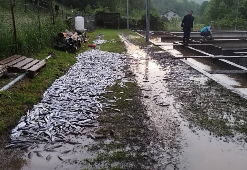 Zbog nevremena u Šipovu uginulo pet tona ribe (FOTO)