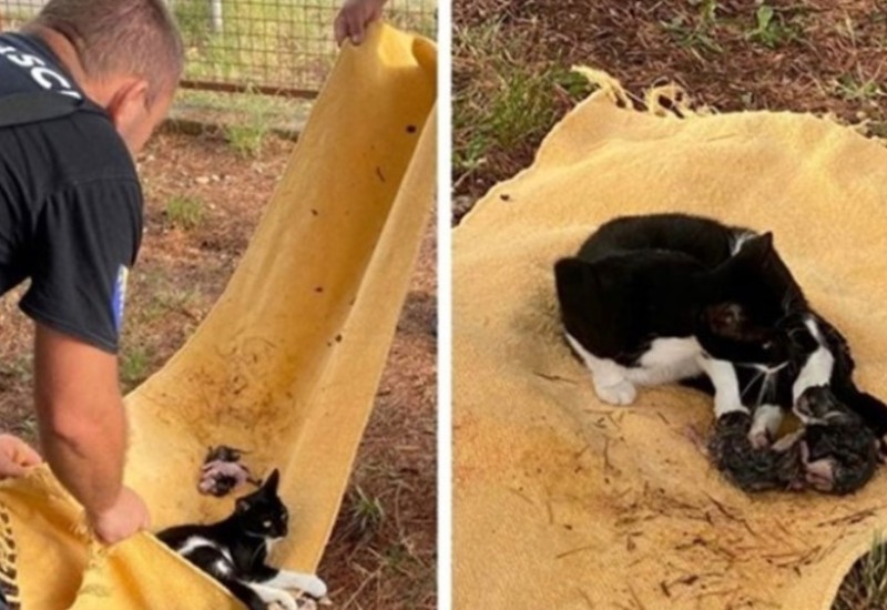 Vatrogasci s drveta spasili mačku koja se kotila