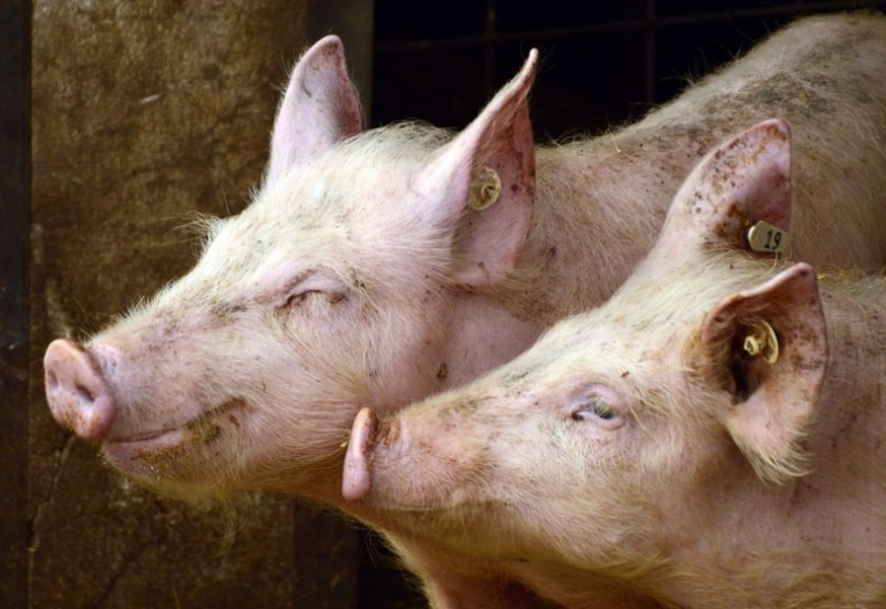 U Srpskoj na snazi nove mjere u vezi sa afričkom kugom svinja