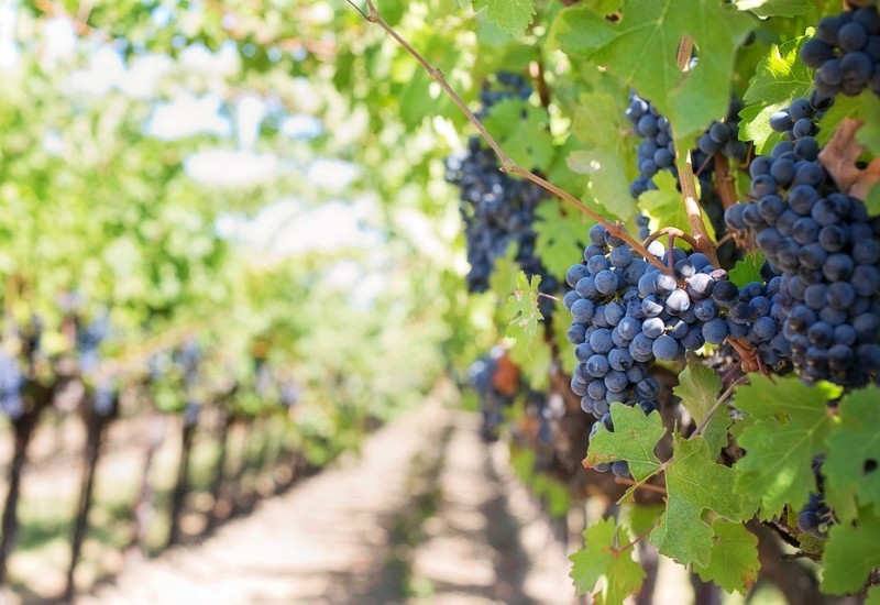 Dobra godina za vinogradare, ali vino će poskupjeti