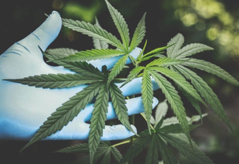 Sveštenik zvao policiju: U crkvi pronašli 200 stabljika kanabisa