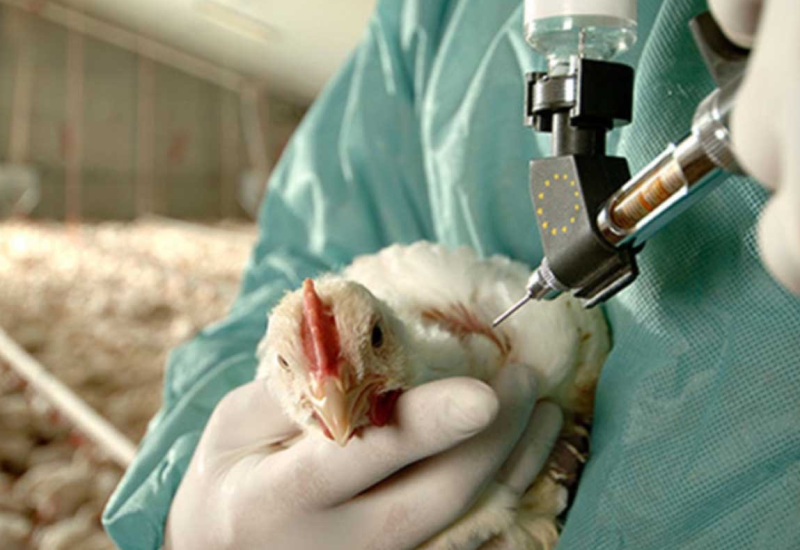 Ptičiji grip na farmi kod Zagreba