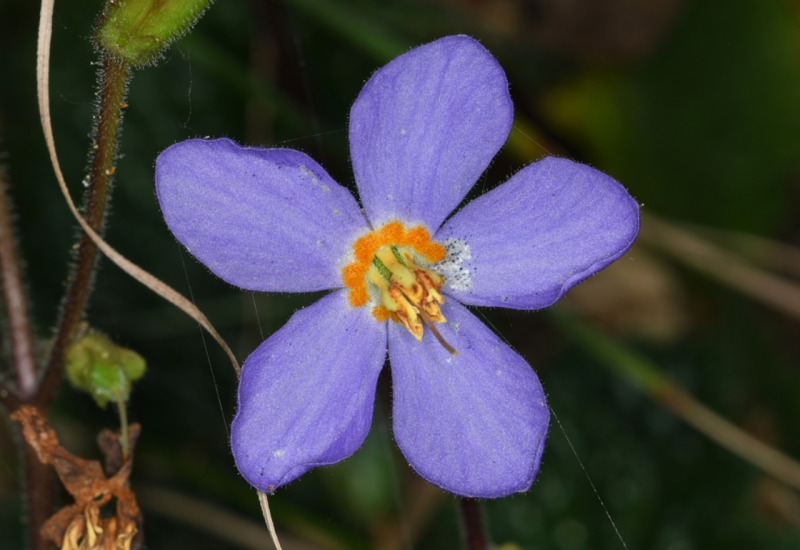 Ko je otkrio Natalijinu ramondu - simbol Dana primirja