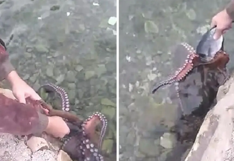 Dalmatincu hobotnice jedu iz ruke a on im tepa: Dođi, malena, dođi (VIDEO)