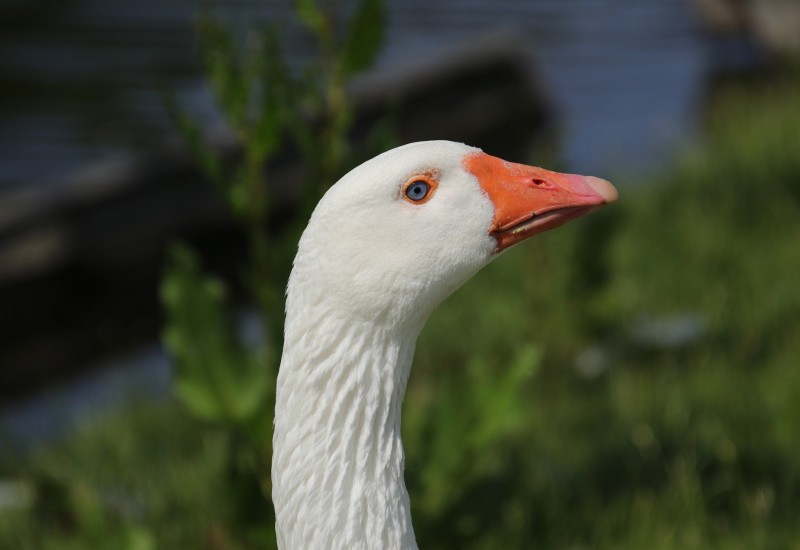 Guščija mast kao lijek i hrana: Kako se dobija?