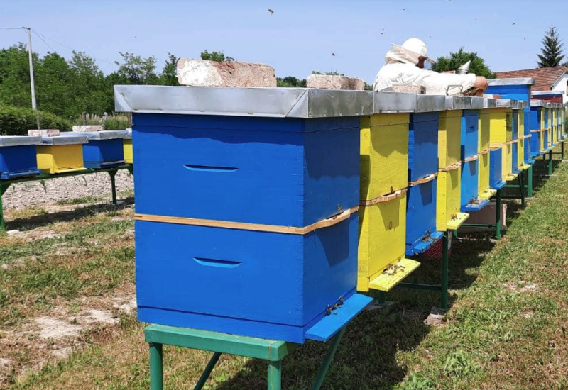 Za pčelare u Srpskoj više para: Očekuju rekordne podsticaje u ovoj godini