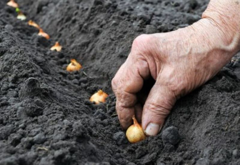 Šta se sadi i šta se radi u martu