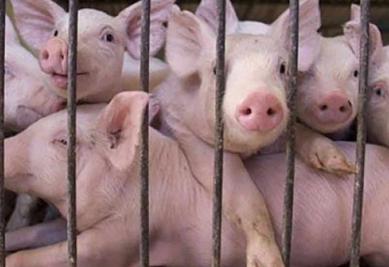 Paprena praznična trpeza: Preprodavci dižu cijenu prasića do 15 KM po kilogramu