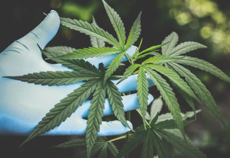 Novi zakon: Njemačka planira legalizovati kanabis