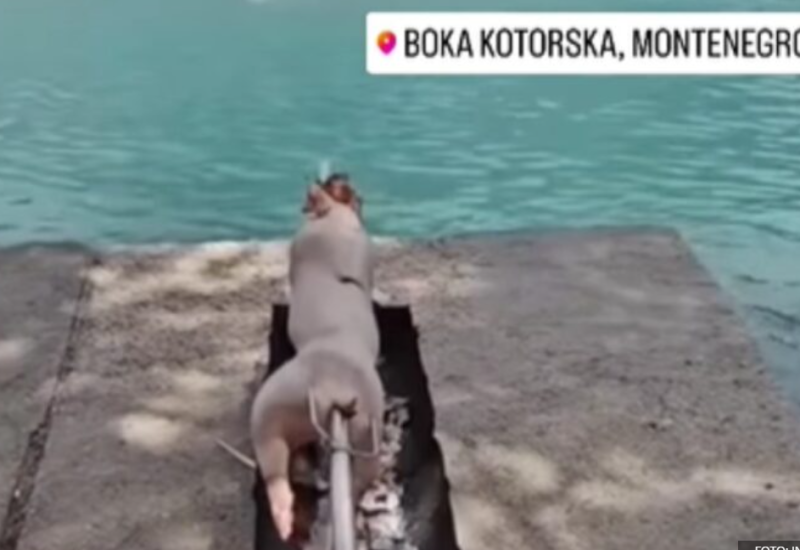 Snimak iz Boke Kotorske nasmijao mnoge: “Lagani ljetni obrok..” VIDEO