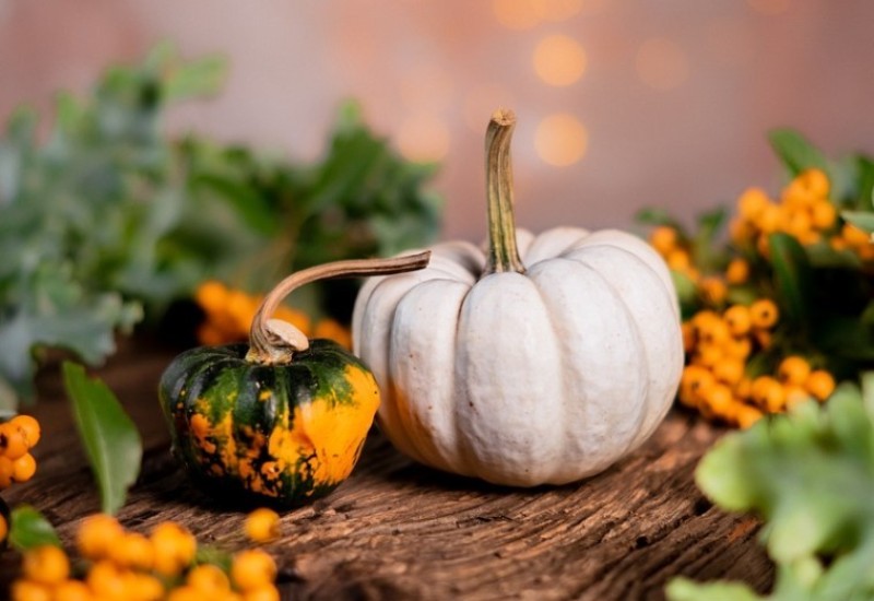 KALIFORNIJA: Izvagana čudovišna bundeva