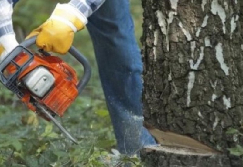Detalji nesreće: Stablo palo na čovjeka i usmrtilo ga u prisustvu sina