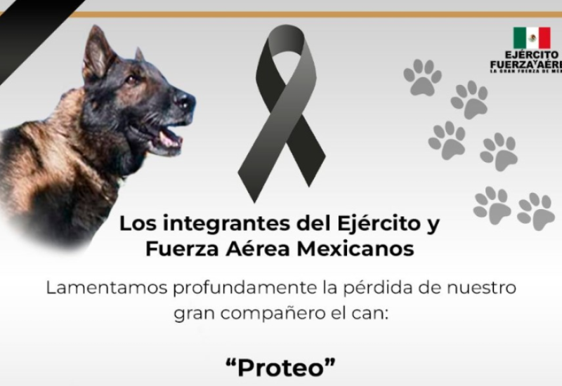 Nastradao pas koji je spasavao ljude u Turskoj: Hvala ti na tvom herojskom radu