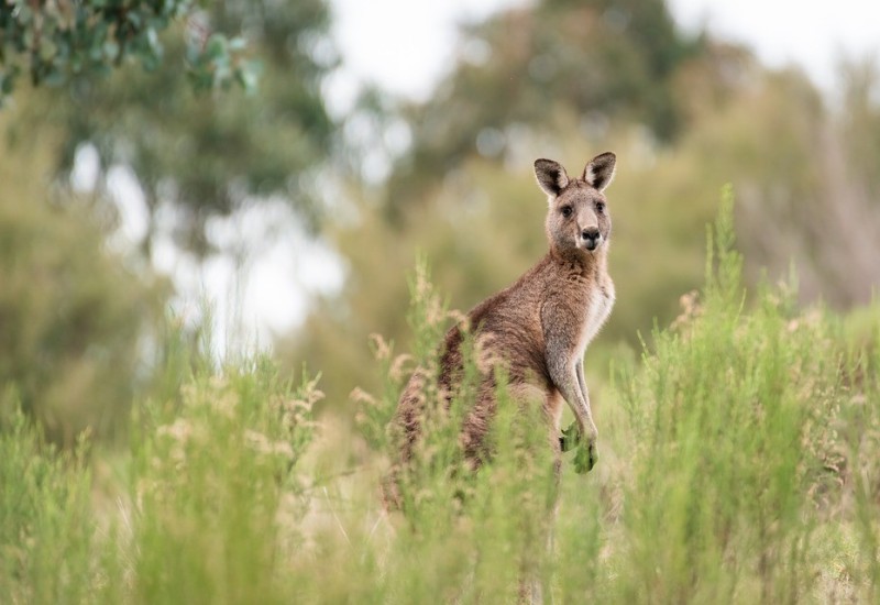 Kengur usmrtio muškarca u Australiji