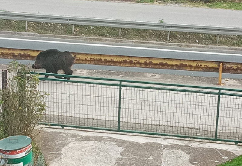 Divlja svinja upala na magistralu, udarala u auta pa napala djecu i žene