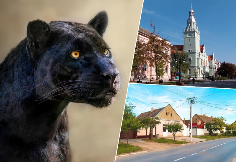 Nastavlja se potraga za crnim panterom na području Apatina