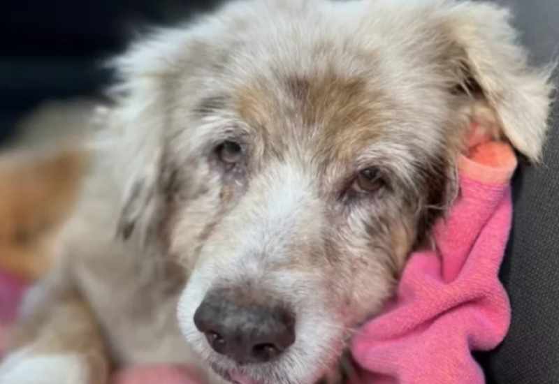 Policija obavila uviđaj: Nožem ranio tri psa, prijeti mu zatvor