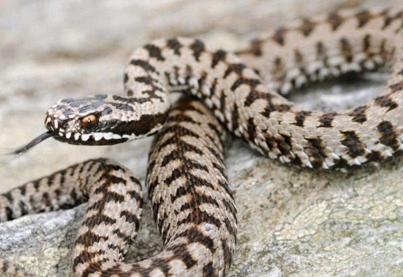 Stabilno djevojčica koju je ugrizla zmija