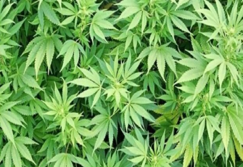KRUŠEVAC: Zaplijenjeno više od 300 kilograma marihuane