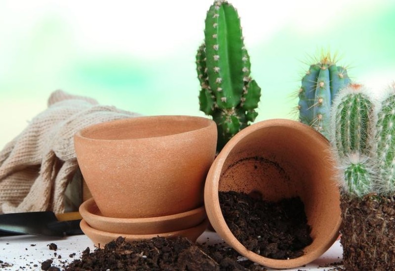 Biljke koje ne treba držati u kući