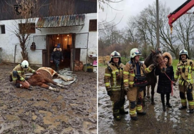 Vatrogasci pomogli kobili da stane na noge