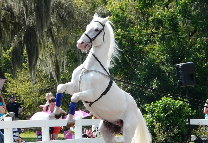 Prnjavorčanin jedini trener čistokrvnih lipicanera u regionu (VIDEO)