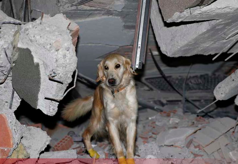 Heroj po imenu Kopuk: Isječenih šapa spasao muškarca ispod ruševina