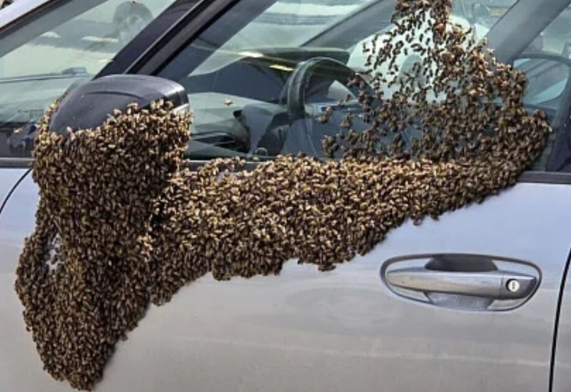 Izazvale masovnu paniku: Hiljade pčela napale posjetioce tržnog centra u Izraelu