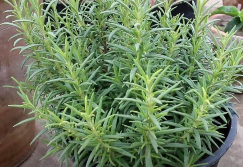 Od davnina se čuva kao amajlija: Ova biljka donosi sreću i novac