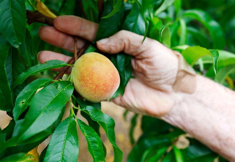 Uništen rod: "Država breskvi" ostala bez njih