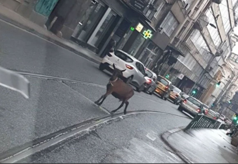 Centrom Sarajeva prošetala koza