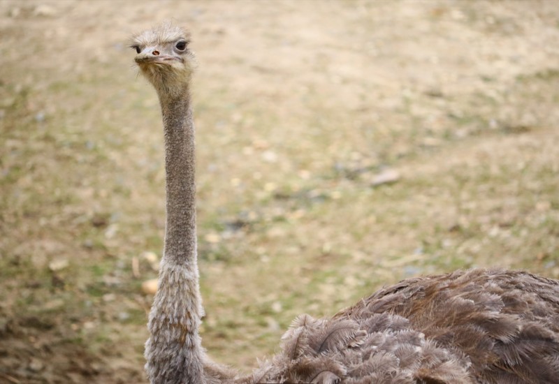 Nakon crnog pantera, u Srbiji se pojavio noj (VIDEO)