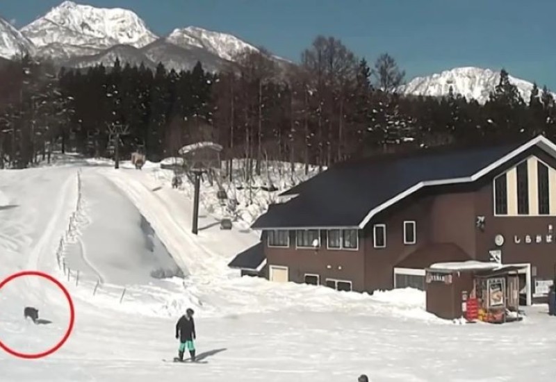 Obračun na skijalištu: Bijesni vepar napao skijaše (VIDEO)