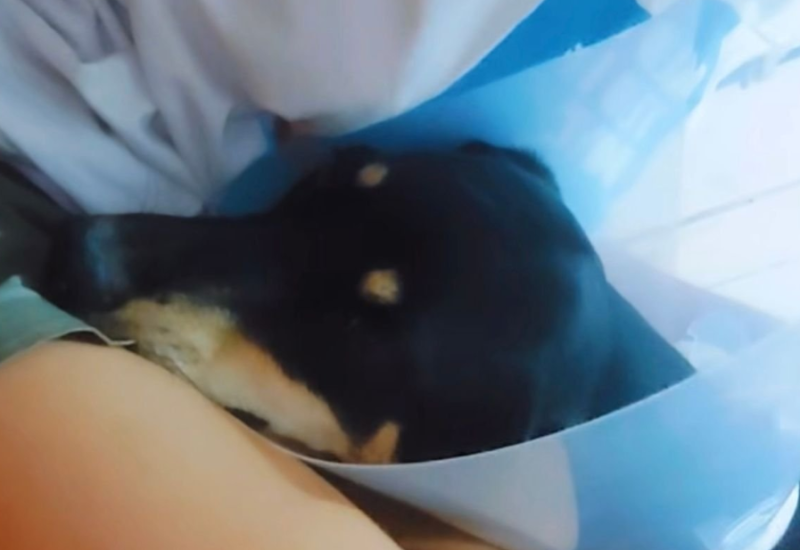 Horor u Banjaluci: Upucan pas, potrebna pomoć za njegovo liječenje (VIDEO)