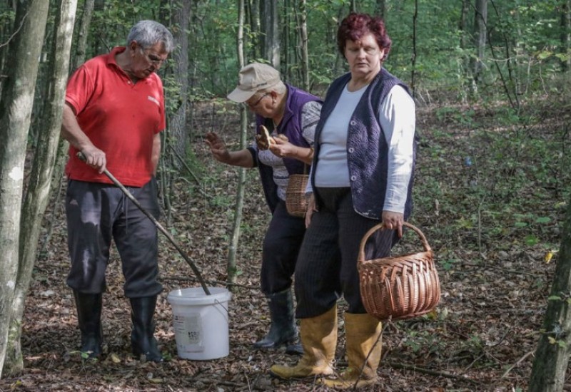 ŠG “Maglić” će otkupljivati šumske plodove od mještana
