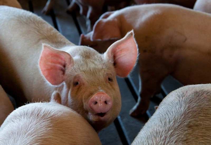 Zbog afričke kuge! Evo koje uslove je potrebno ispuniti za tradicionalni svinjokolj