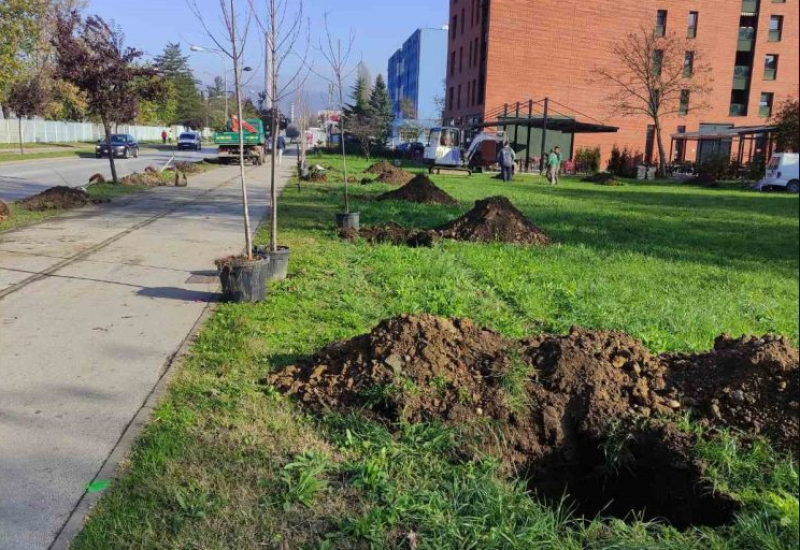 Zelenija Banjaluka: Novi drvored na Bulevaru Živojina Mišića
