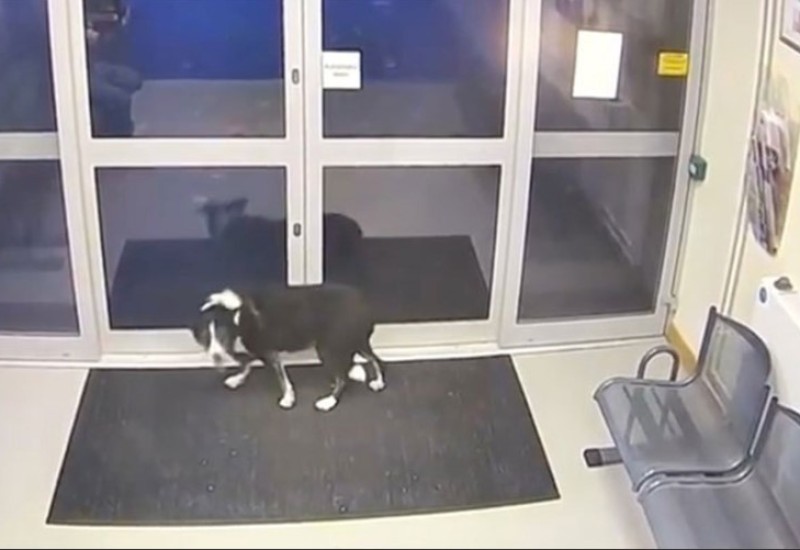 Pas se izgubio pa došao potražiti pomoć u policijsku stanicu (VIDEO)